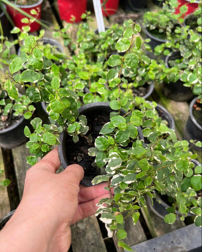 Ficus Repens