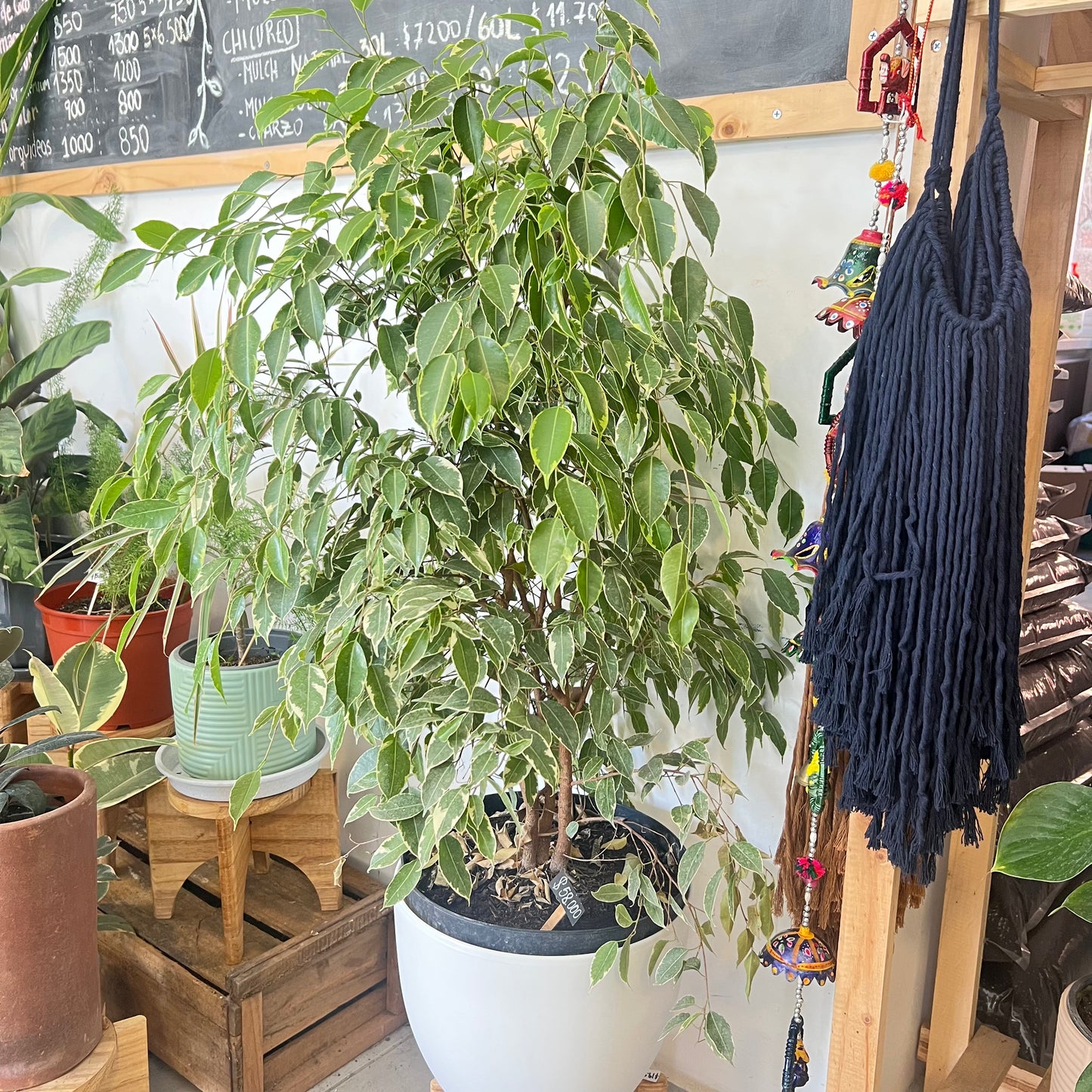 Ficus Benjamina Variegado