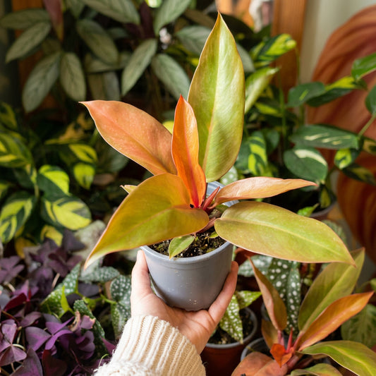 Filodendro Princes Orange