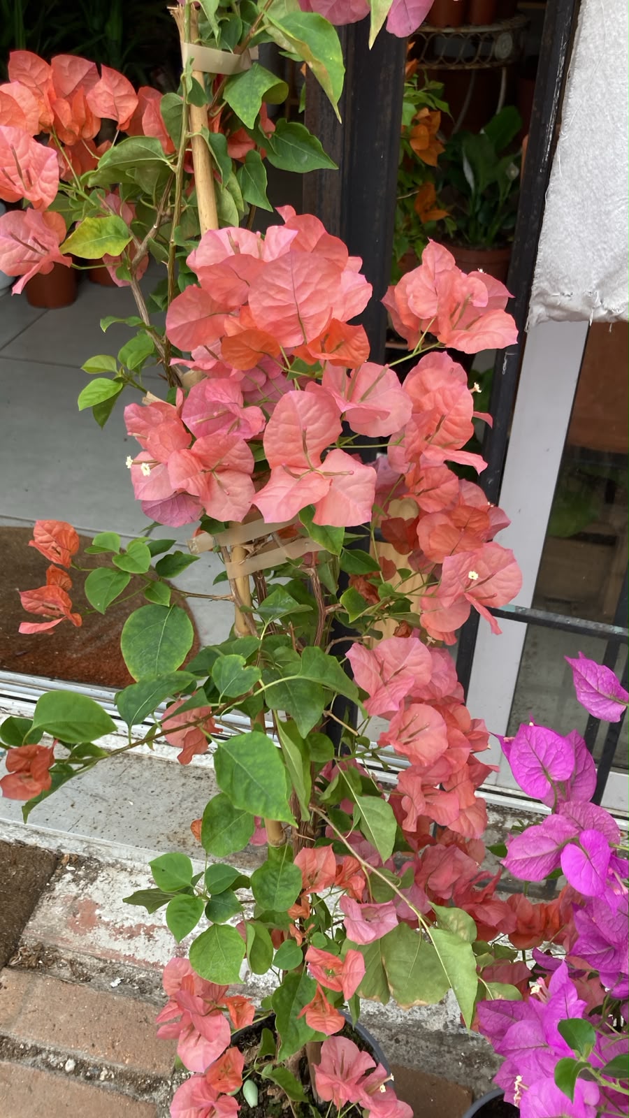 Buganvillea