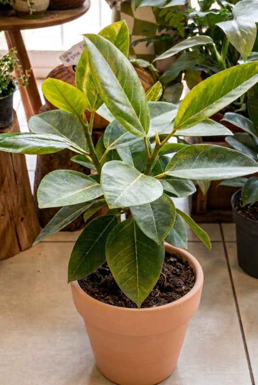 Ficus Gomero Altissima