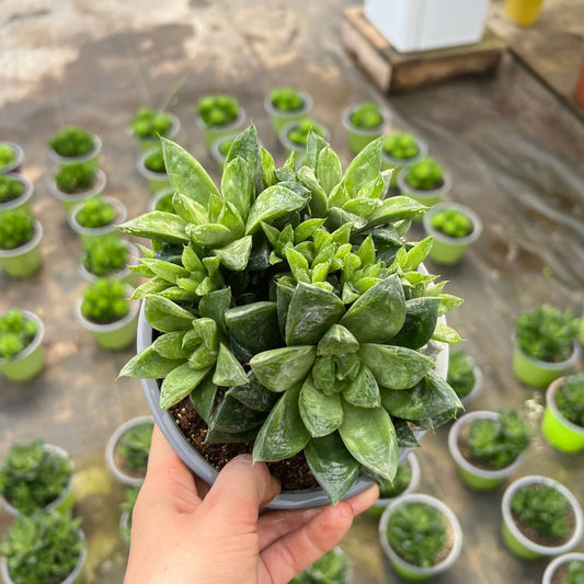 Suculenta Haworthia