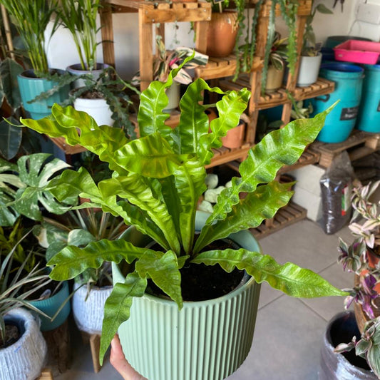 Helecho Asplenium (nido De Aguila)