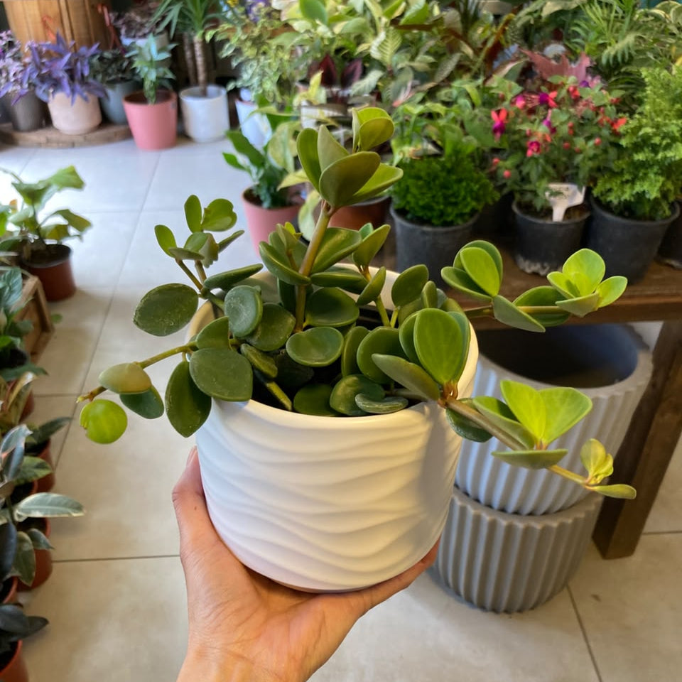 Peperomia Hope