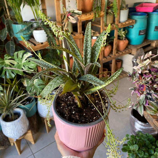 Ledebouria Socialis