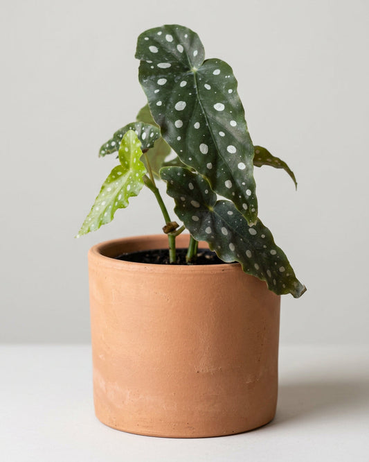 Begonia Maculata