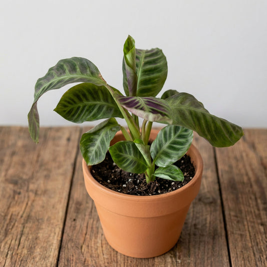 Maranta Zebrina