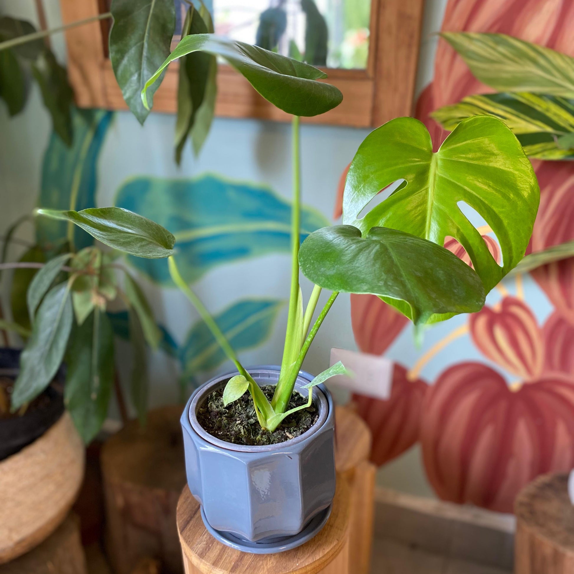 monstera deliciosa donde comprar Monstera Deliciosa – La Loca de las Plantas