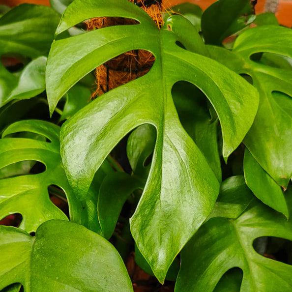 Monstera Raphidophora S – La Loca de las Plantas