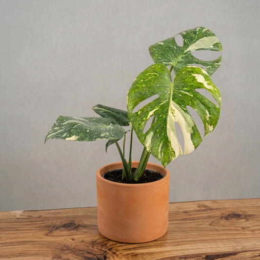 Monstera Variegada Thai Constellation