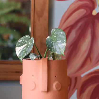 Monstera Variegada Thai Constellation