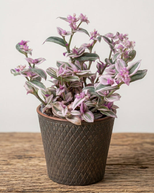 Tradescantia Nanouk