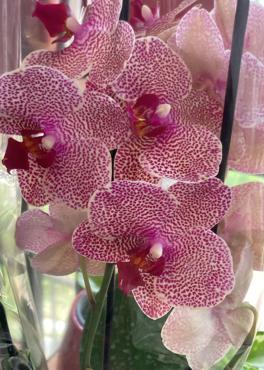 Orquidea Phalaenopsis