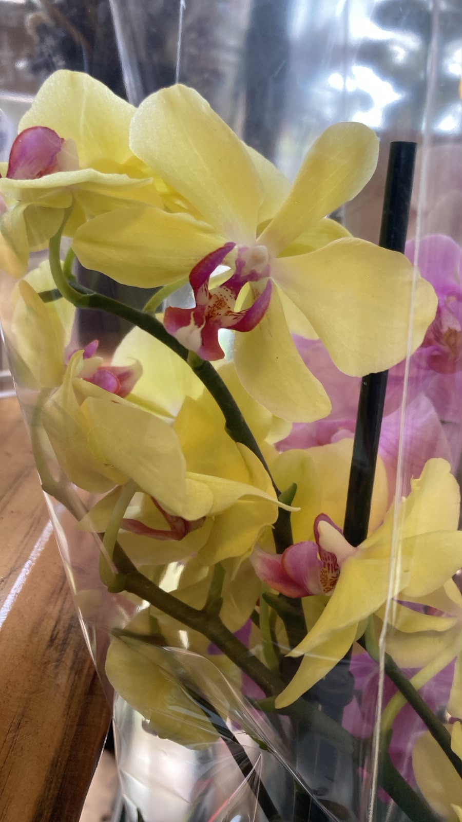 Orquidea Phalaenopsis