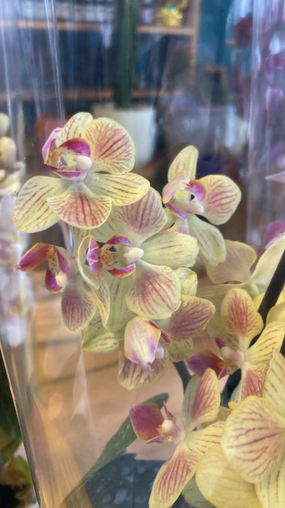 Orquidea Phalaenopsis