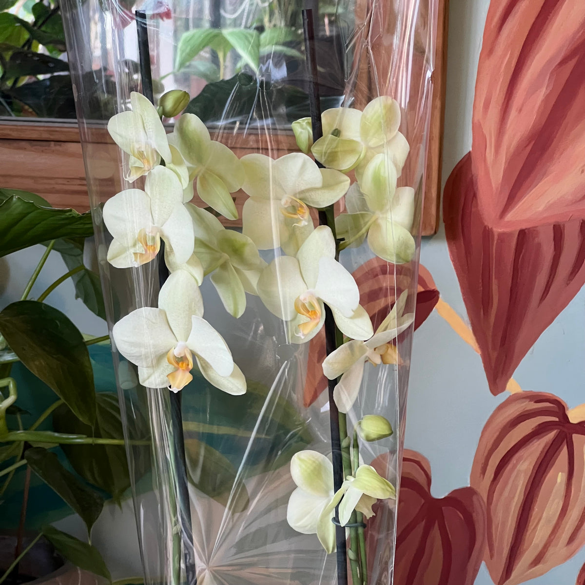 Orquidea Phalaenopsis