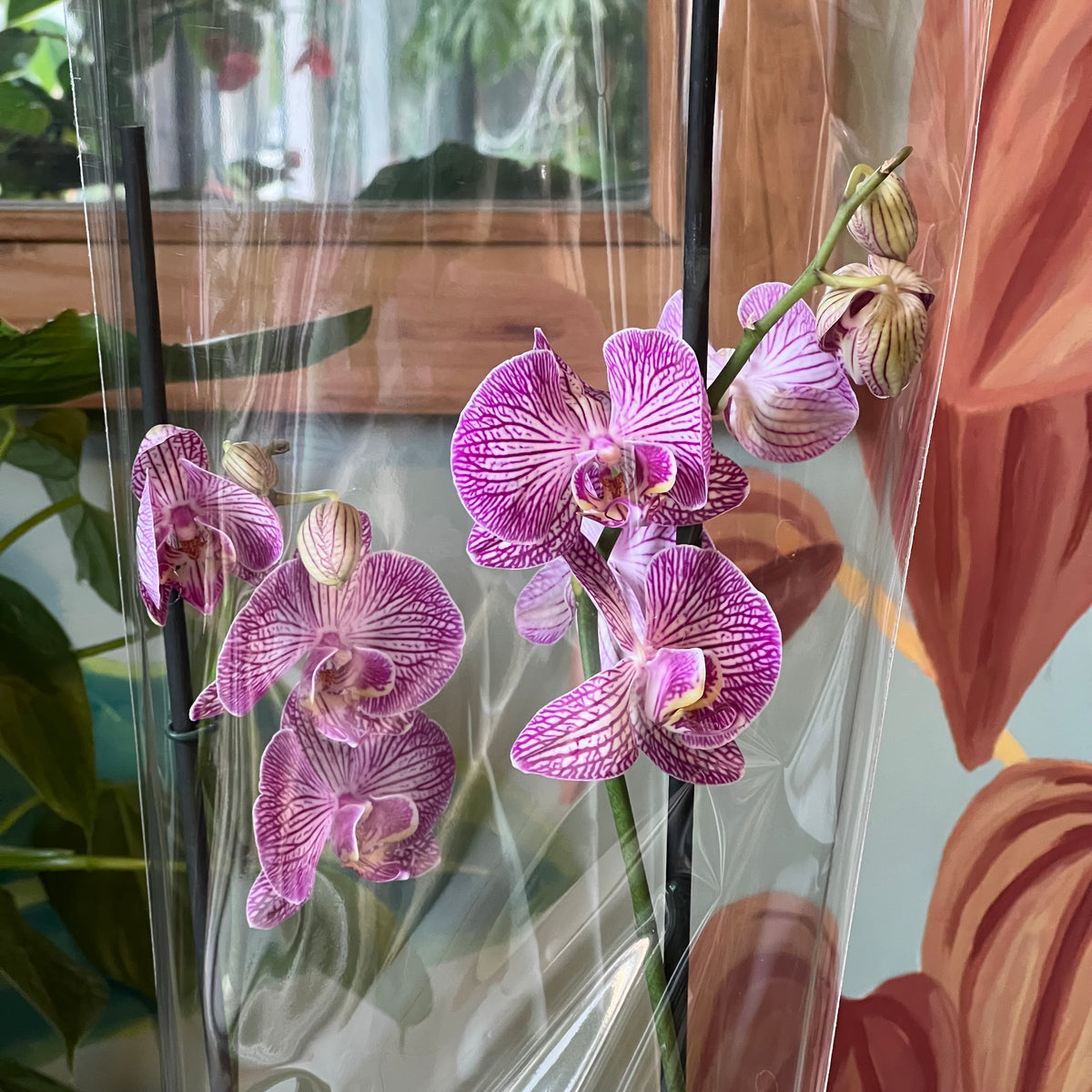 Orquidea Phalaenopsis