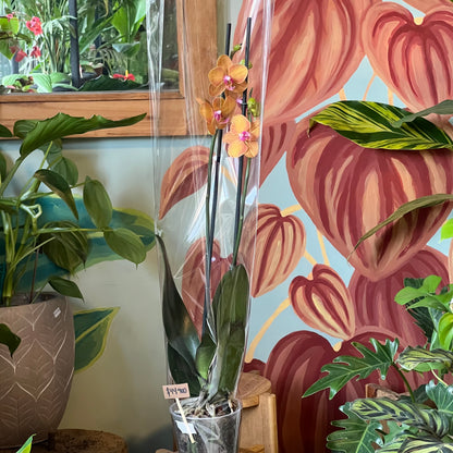 Orquidea Phalaenopsis