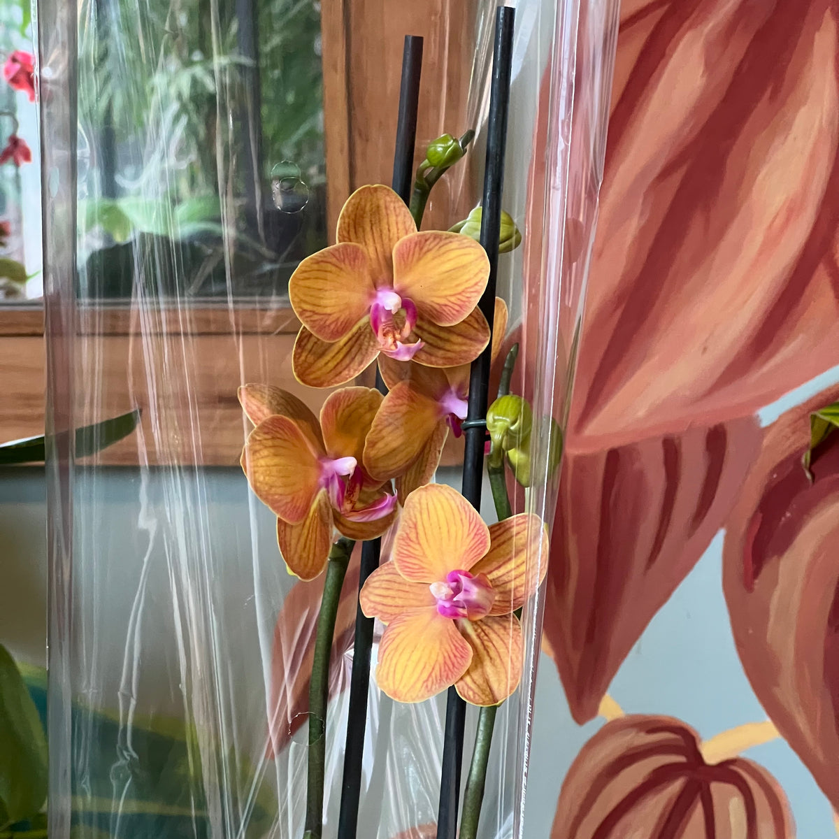 Orquidea Phalaenopsis
