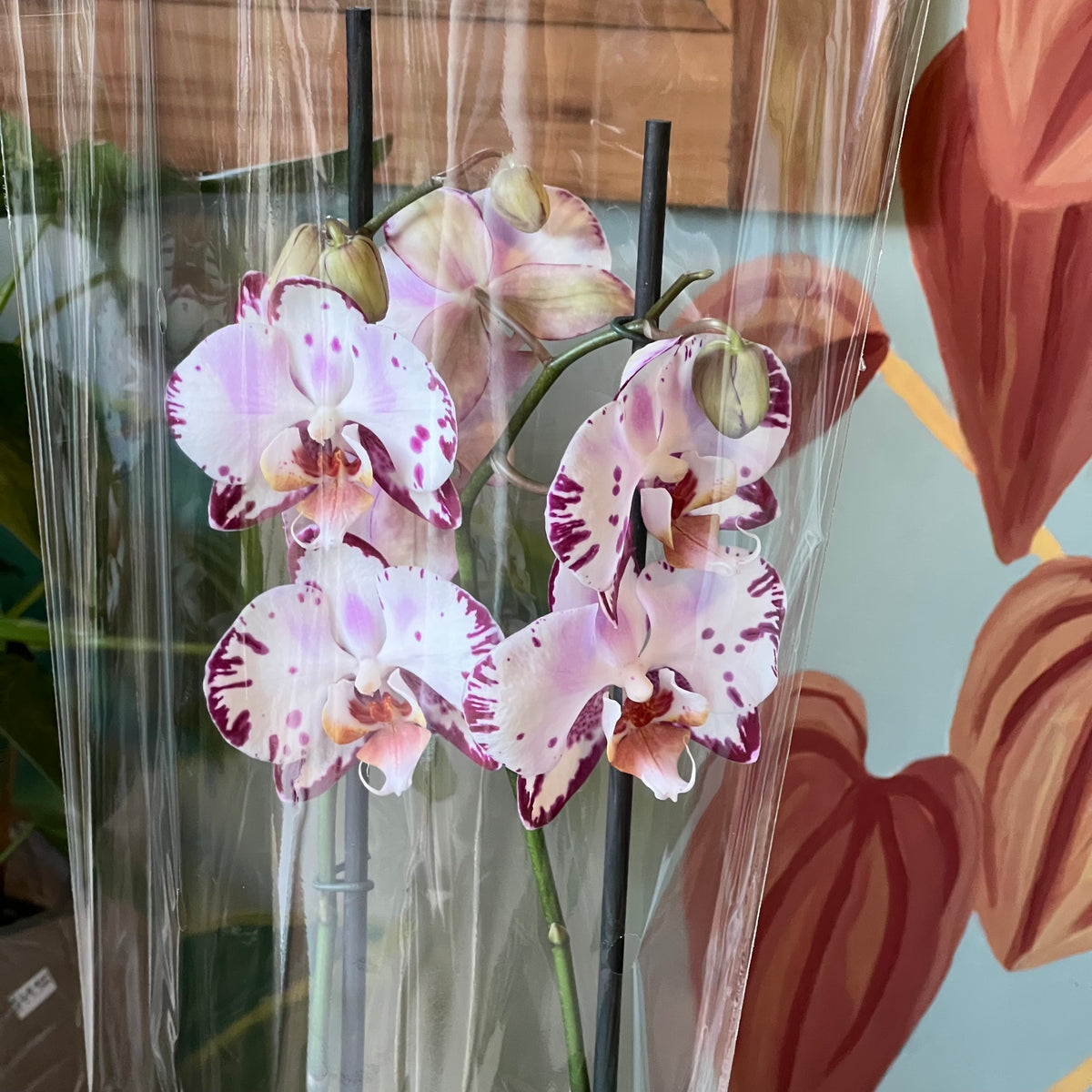 Orquidea Phalaenopsis
