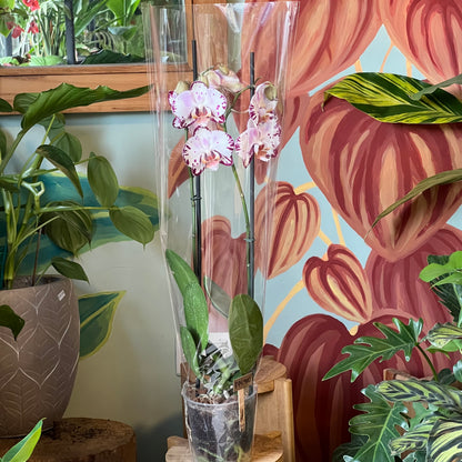 Orquidea Phalaenopsis