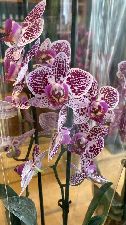 Orquidea Phalaenopsis