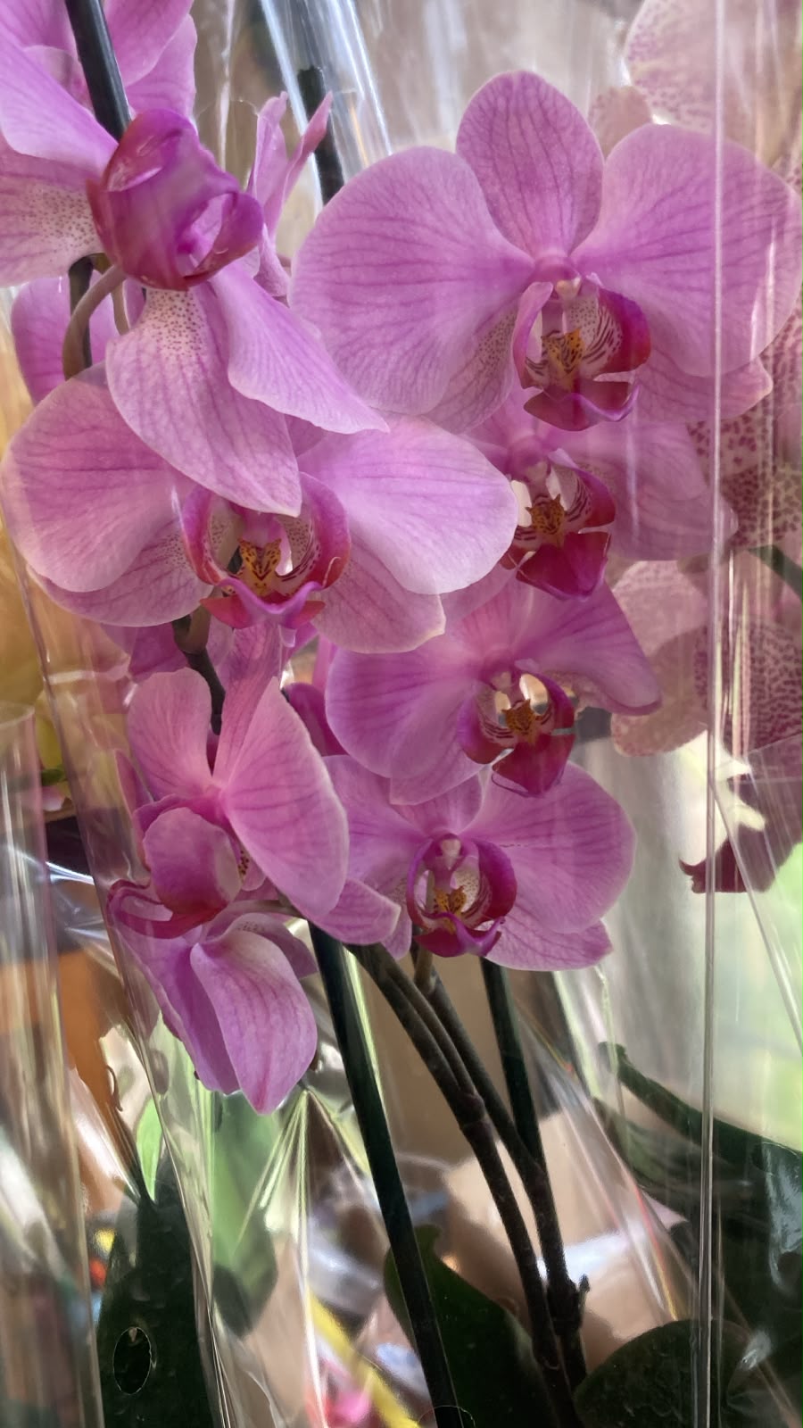 Orquidea Phalaenopsis