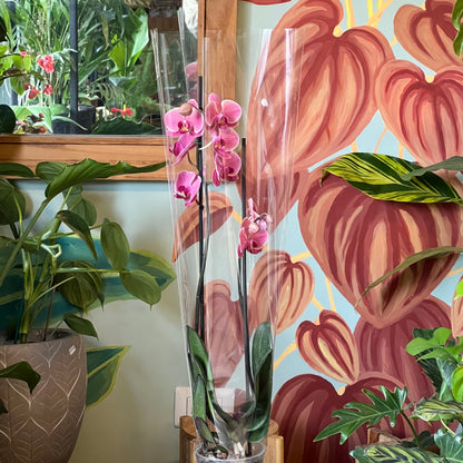 Orquidea Phalaenopsis