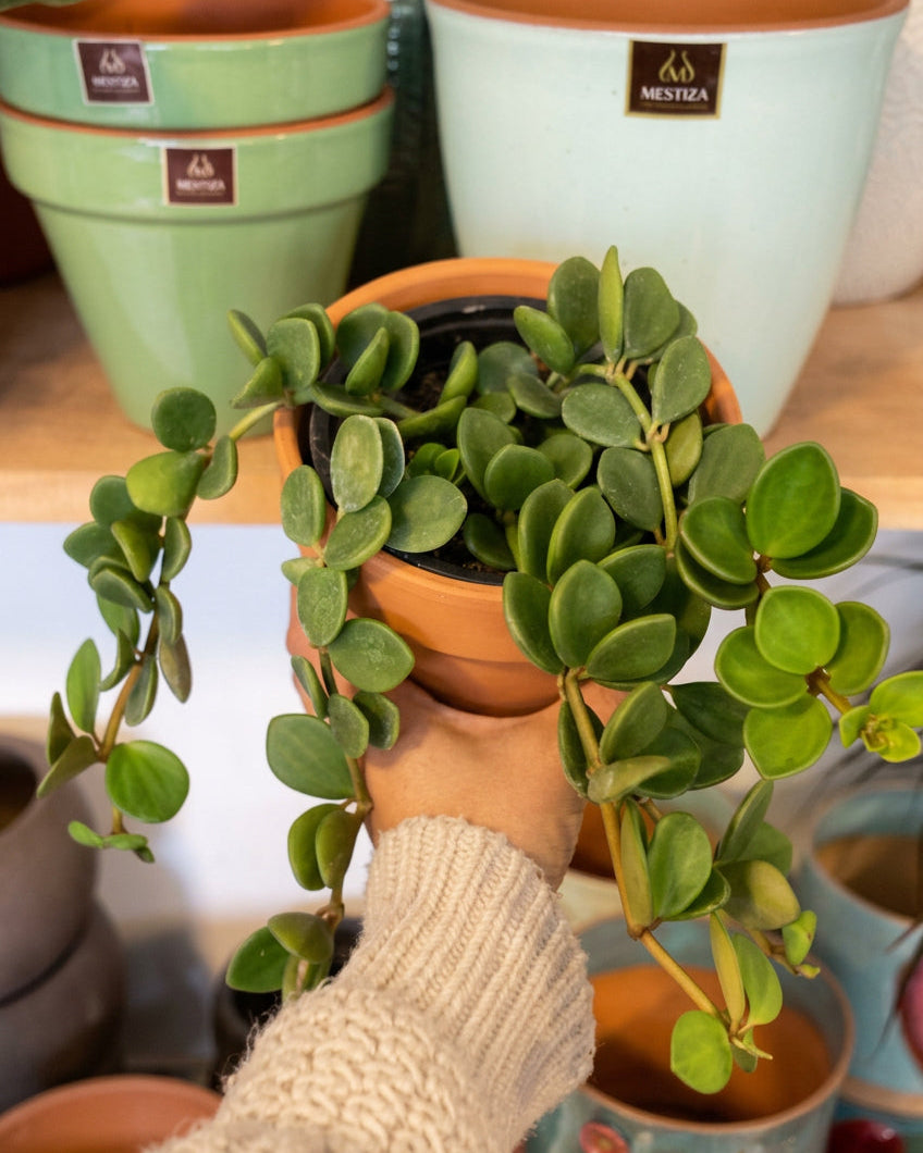 Peperomia Hope