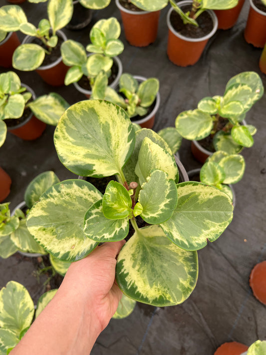 Peperomia Obtusifolia Variegada Jaspeada