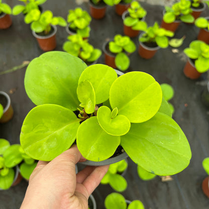 Peperomia Lemon Lime