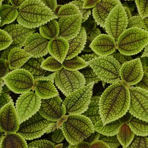 Pilea Mollys