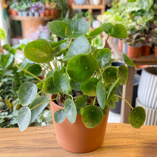Pilea Peperomoide (o Cucharita)