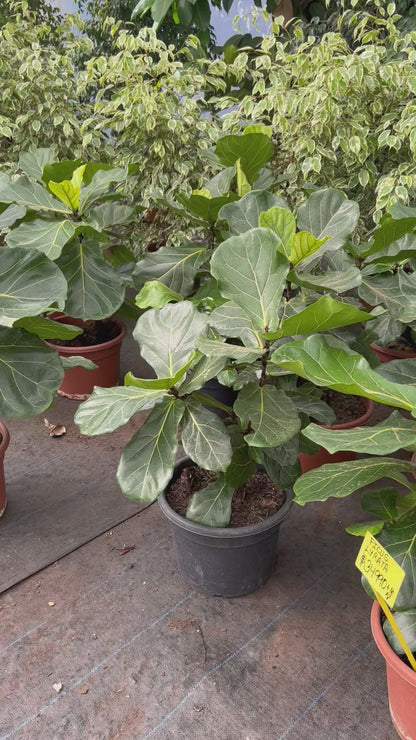Ficus Lyrata