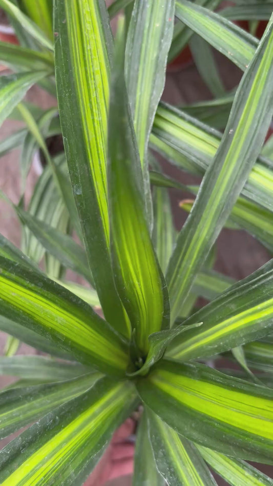 Dracena Ricky