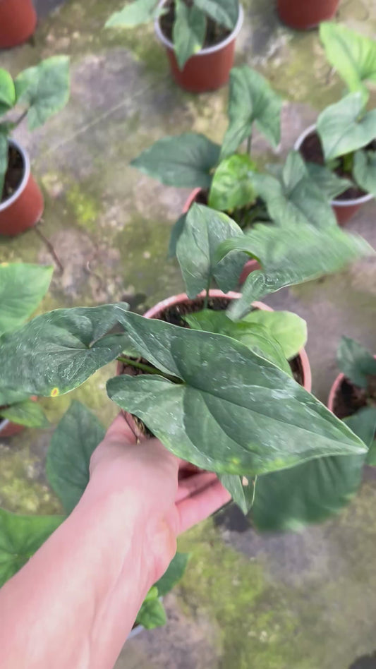Singonio Verde