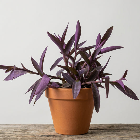 Tradescantia Purpúrea