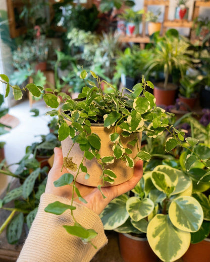 Ficus Repens
