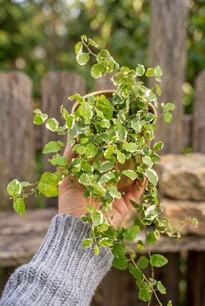 Ficus Repens