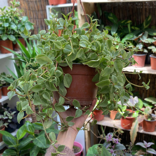 Peperomia Scadens Variegada