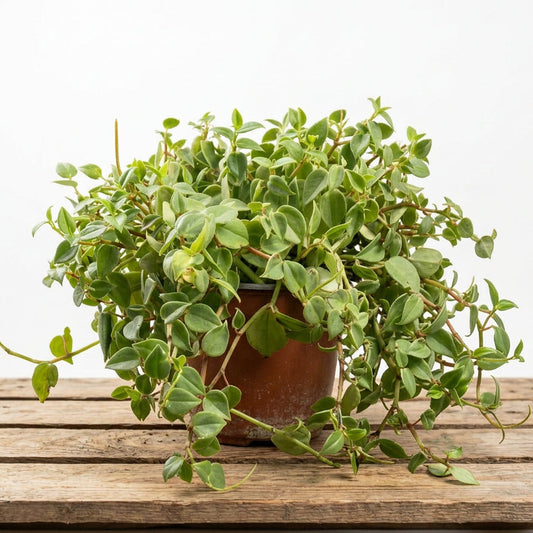 Peperomia Scadens Variegada