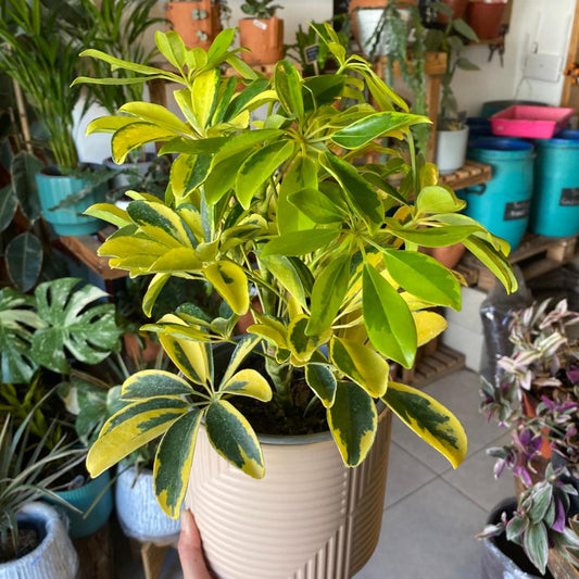 Schefflera Sol
