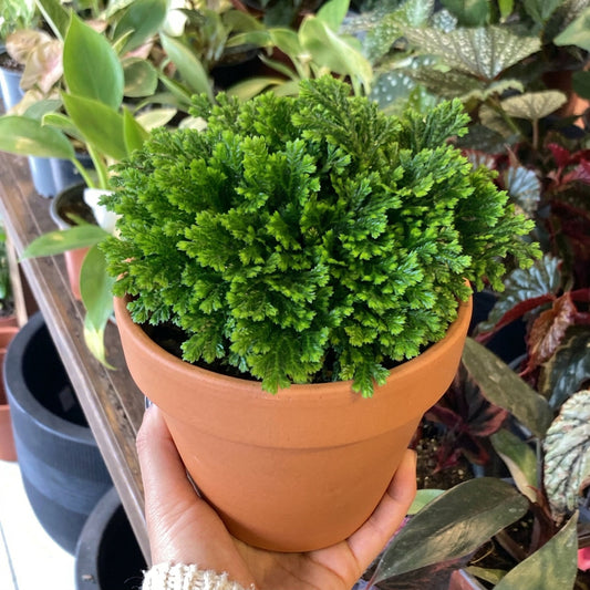 Selaginella