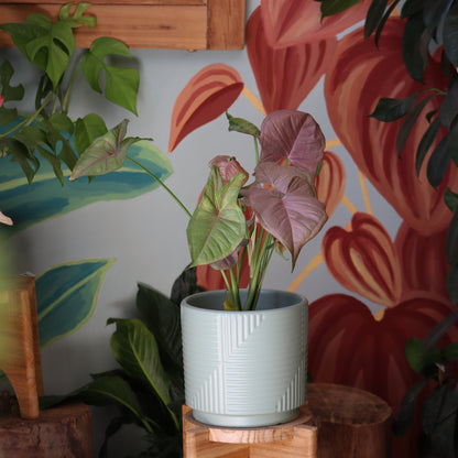 Singonio Neon (rosado)