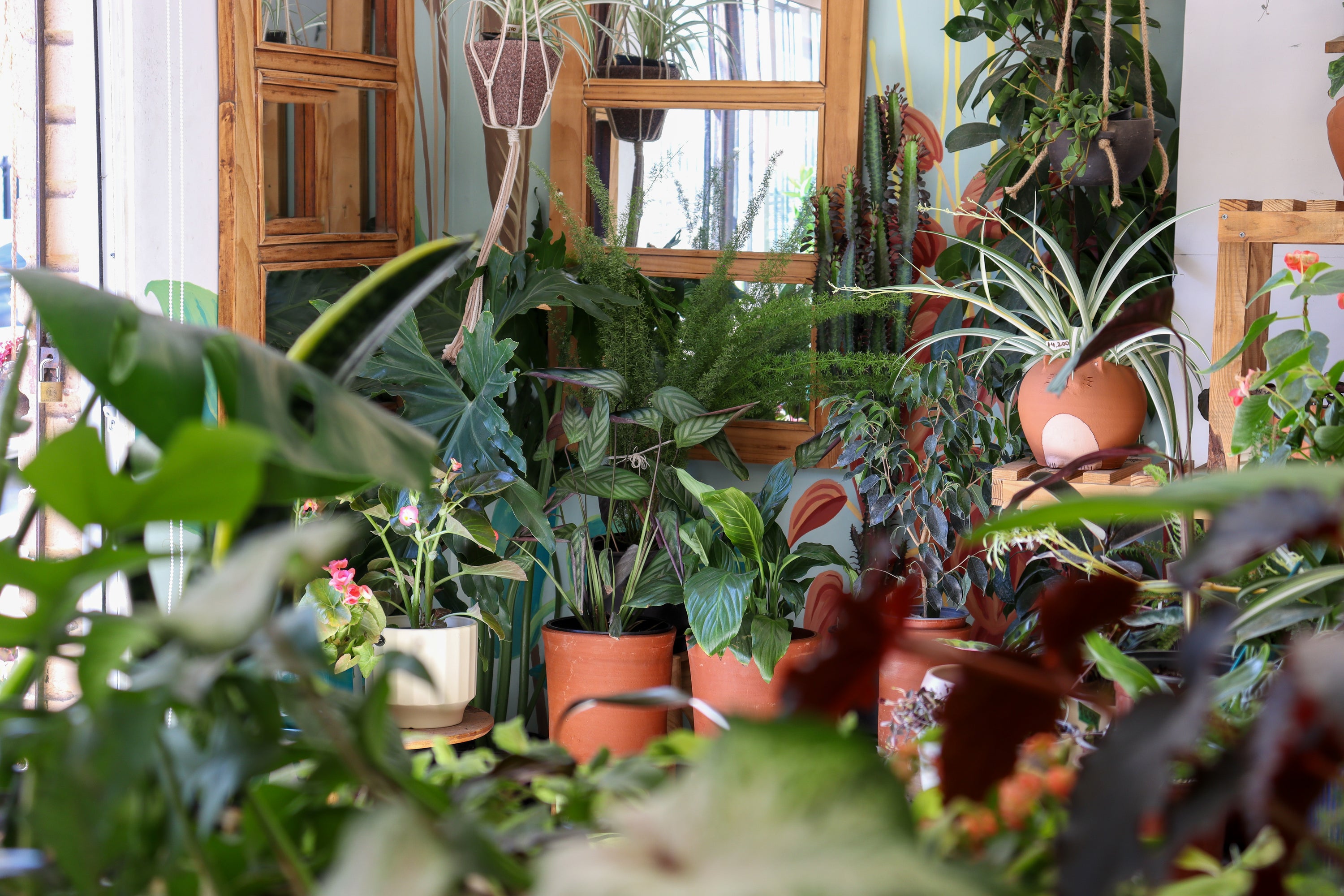 La Loca de las Plantas