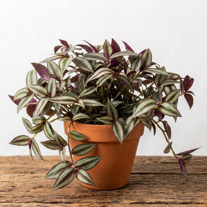Tradescantia Zebrina